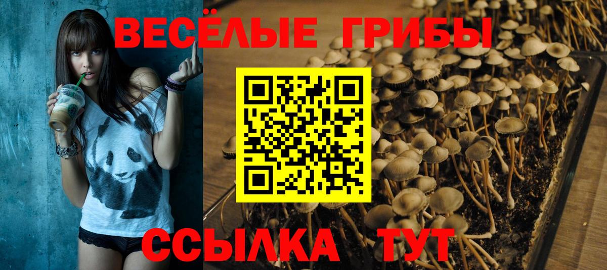 Псилоцибиновые грибы Cubensis Нововоронеж